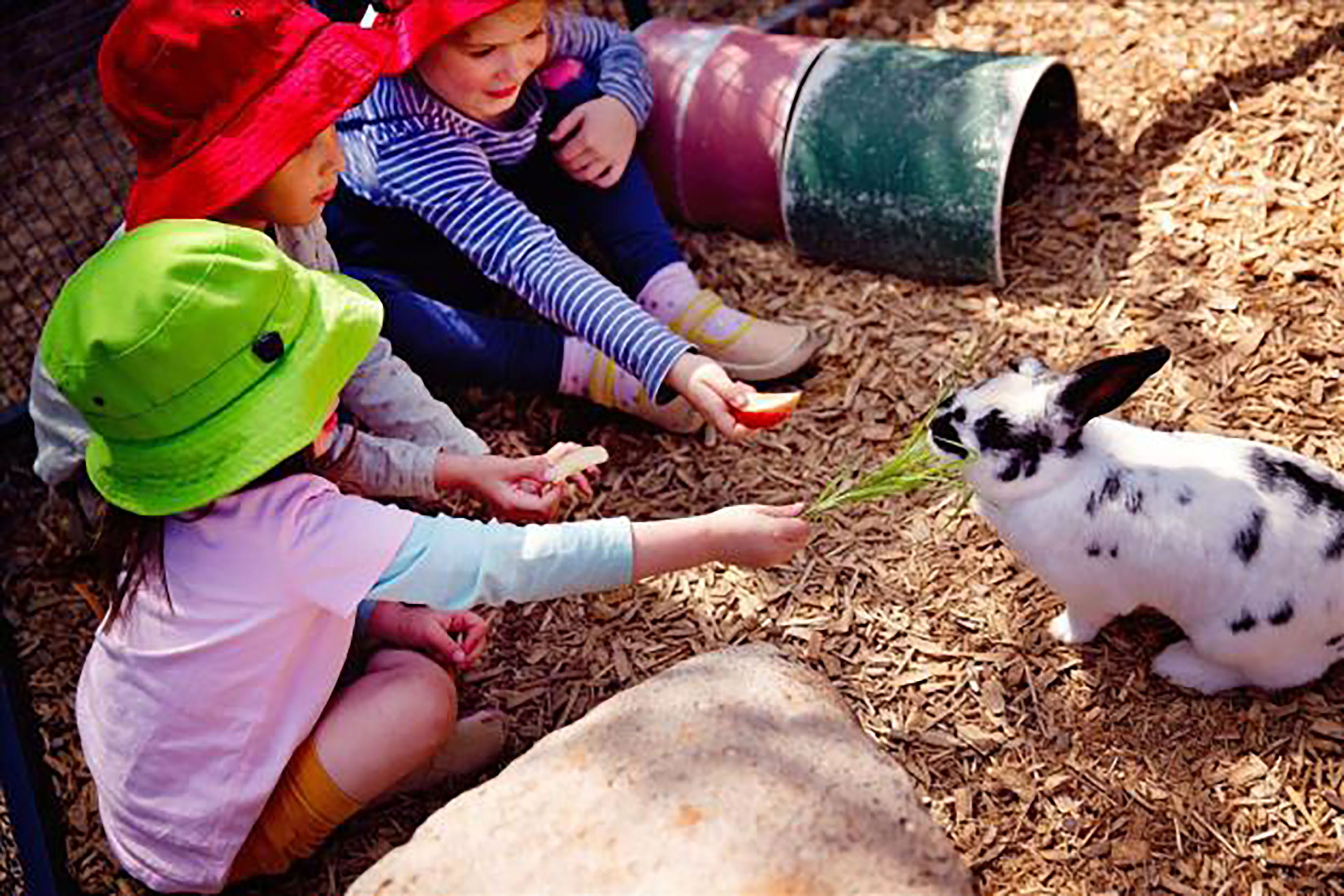 Day care children feeding a bunny